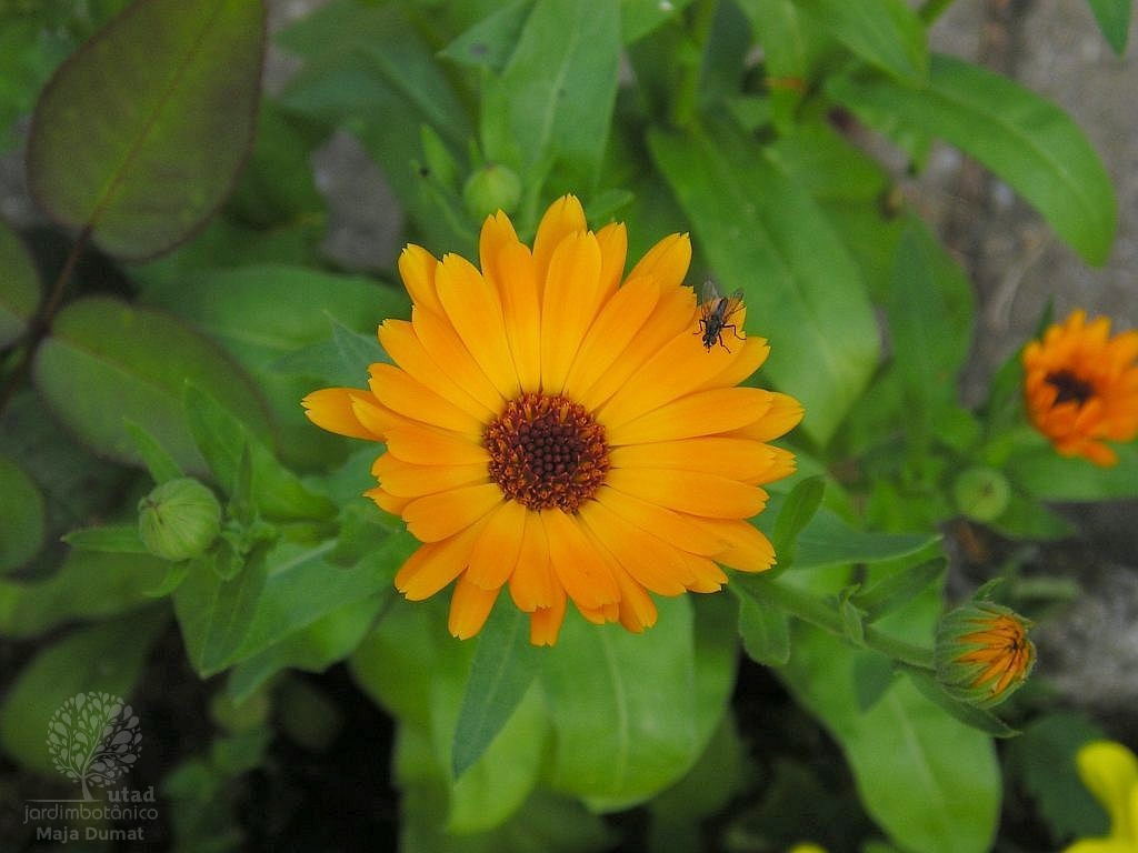 Jardim Botânico UTAD | Calendula officinalis