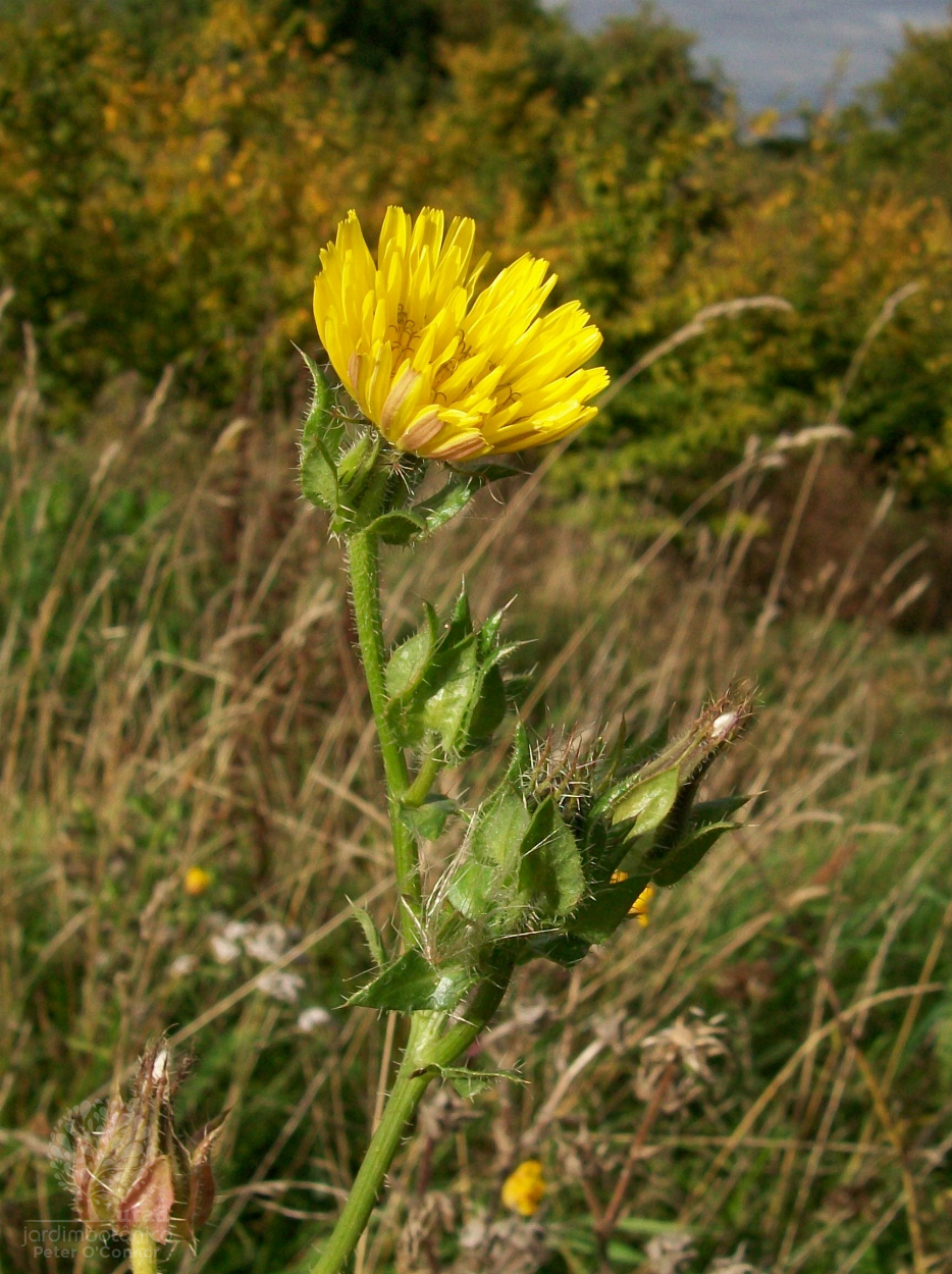 helminthia echioides