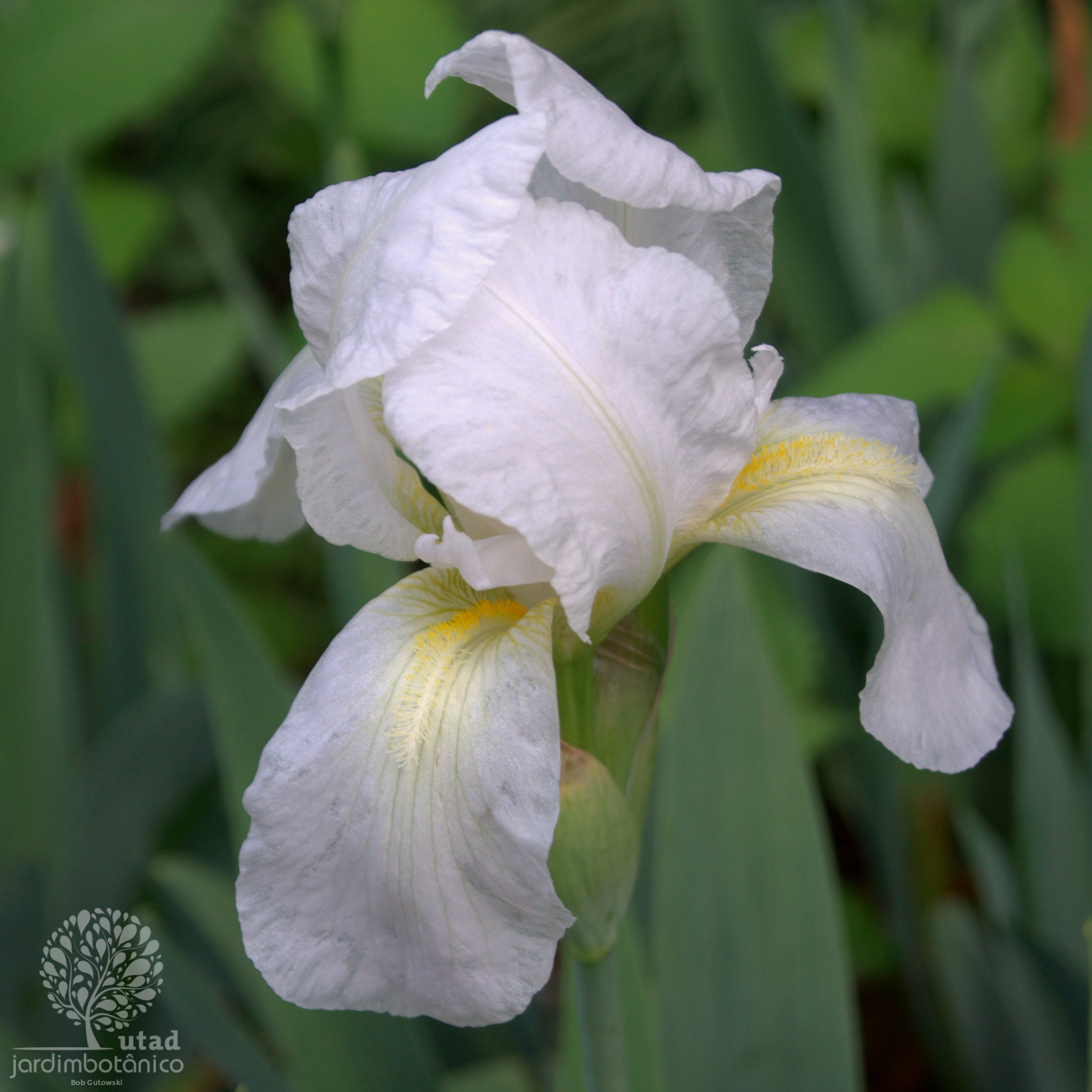 Iris albicans Lange, Iris blanchissant (Plantes utiles) - Pl@ntNet identify