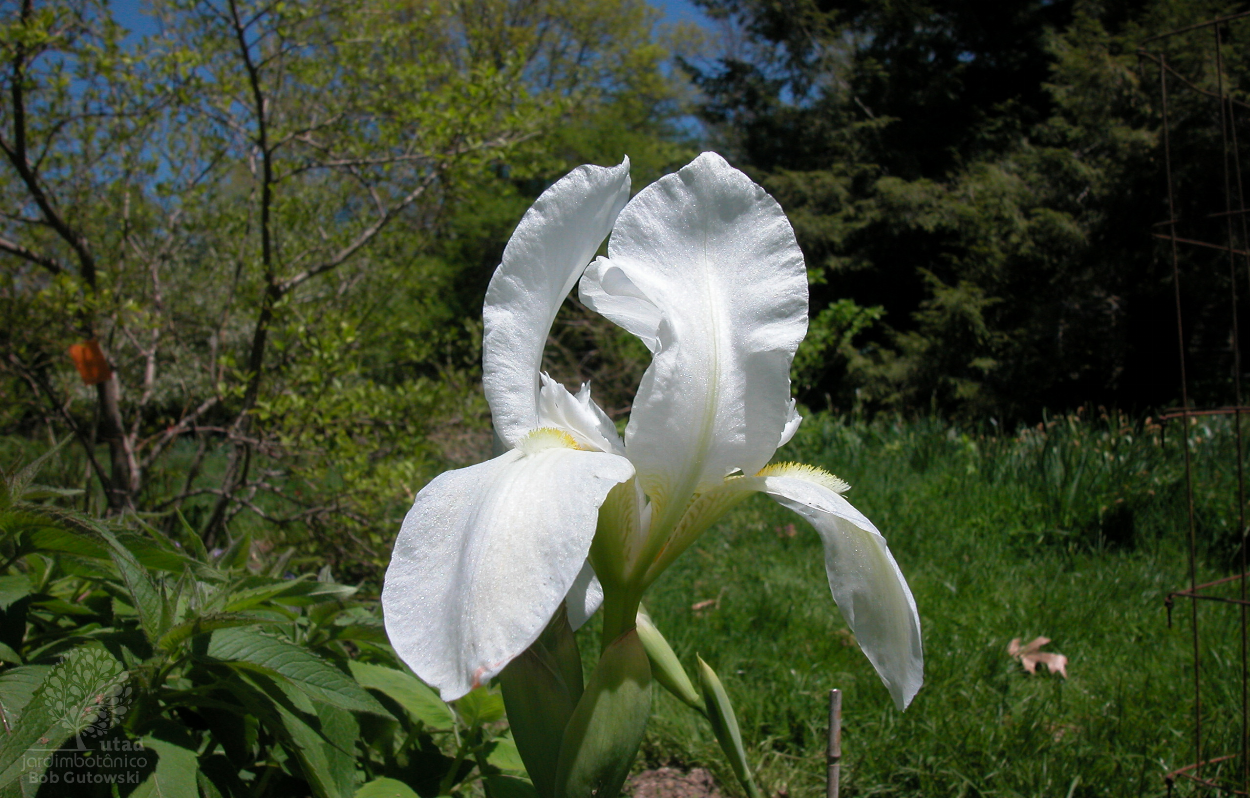 Iris albicans Lange, Iris blanchissant (Plantes utiles) - Pl@ntNet identify