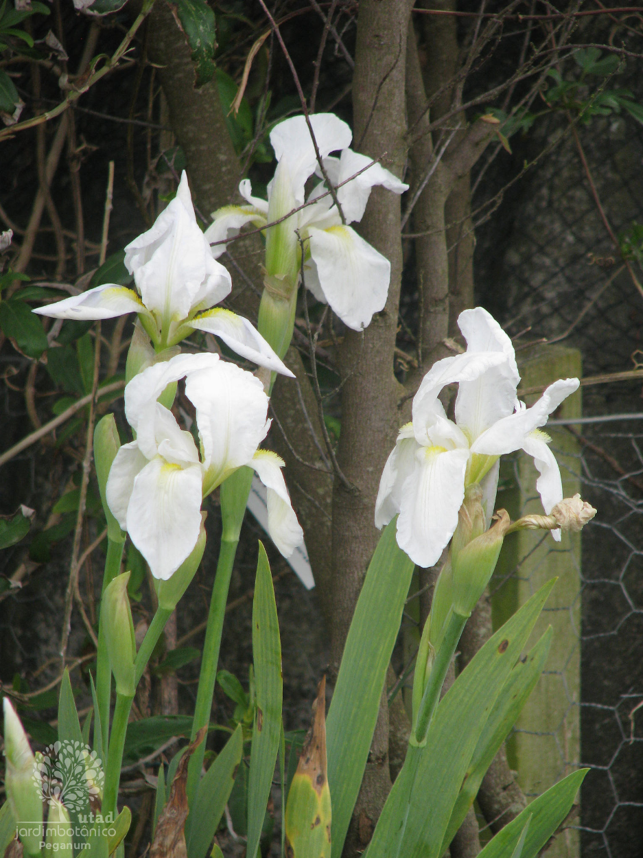 Iris albicans Lange, Iris blanchissant (Plantes utiles) - Pl@ntNet identify