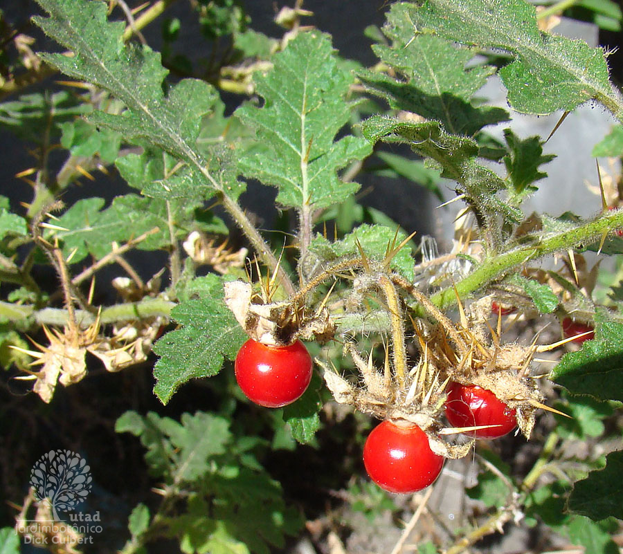 JUCIRÍ (Solanum sisymbrifolium)