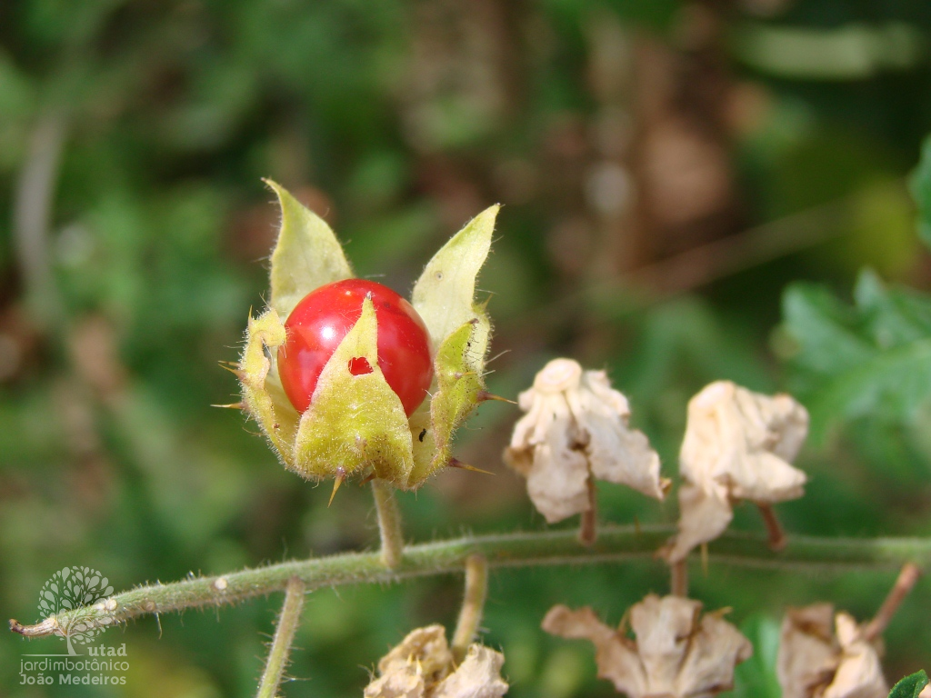 JUCIRÍ (Solanum sisymbrifolium)