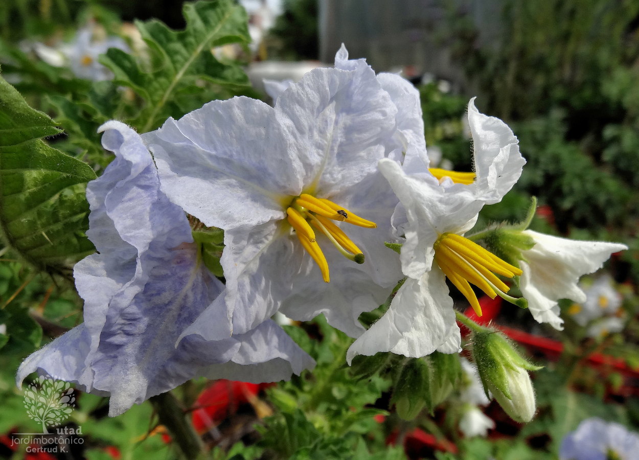 JUCIRÍ (Solanum sisymbrifolium)