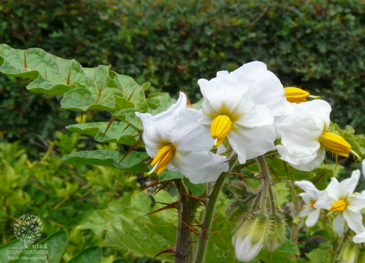 JUCIRÍ (Solanum sisymbrifolium)