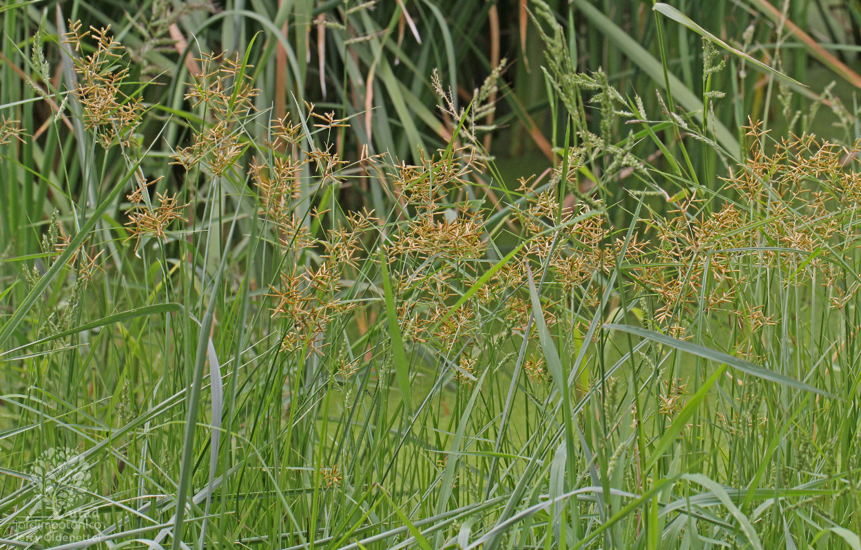 Jardim Botânico UTAD | Cyperus esculentus