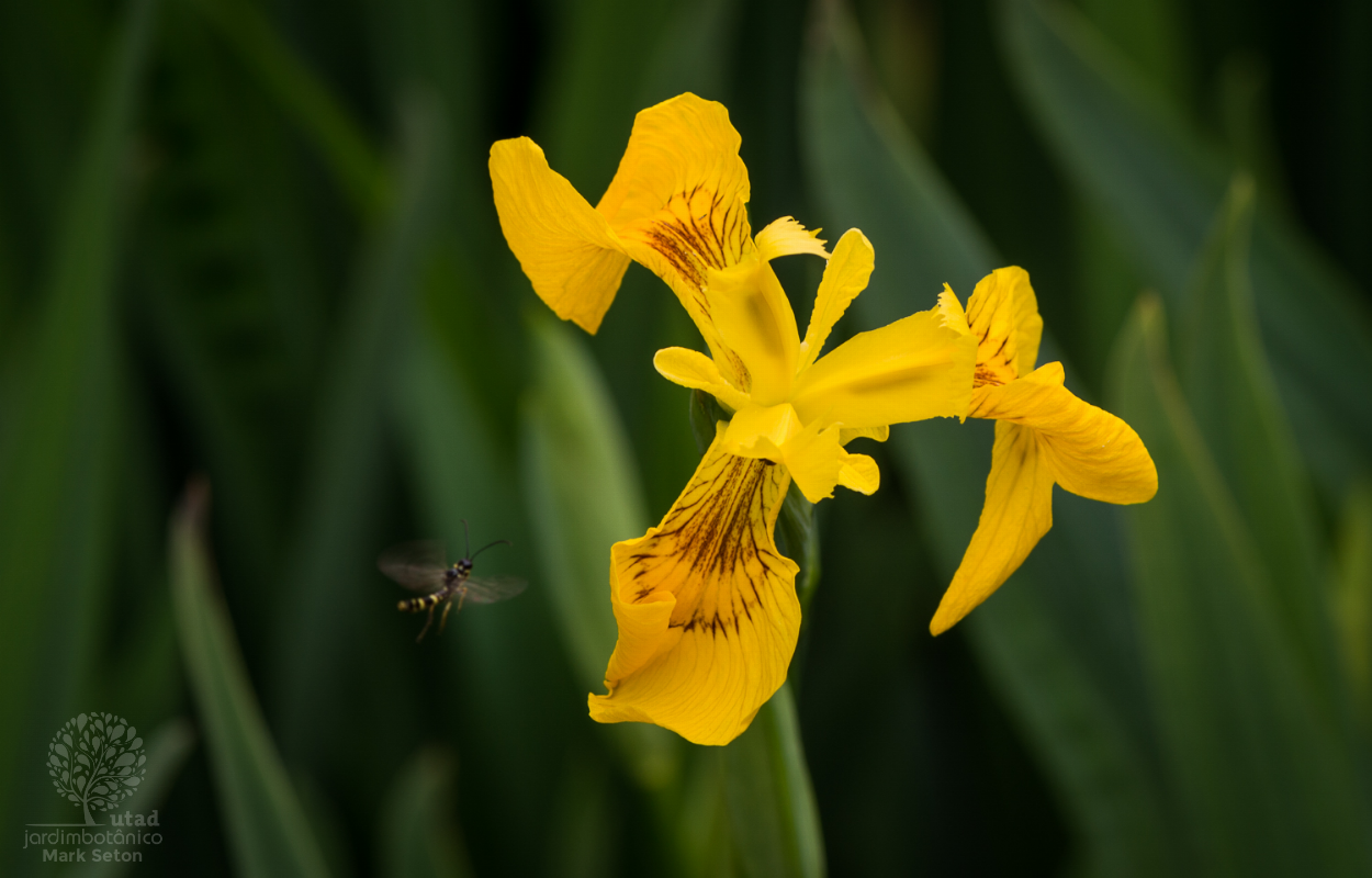 Jardim Botânico UTAD | Iris pseudacorus