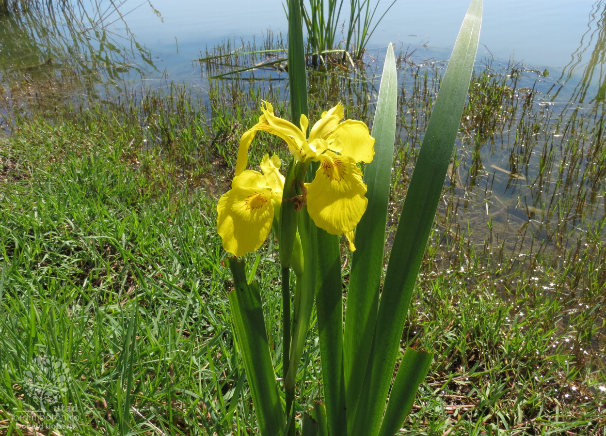 Jardim Botânico UTAD | Iris pseudacorus