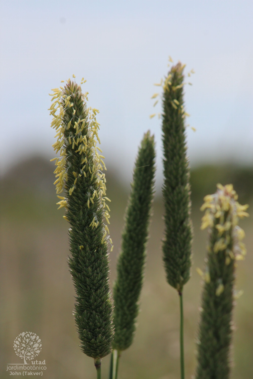 phalaris aquatica