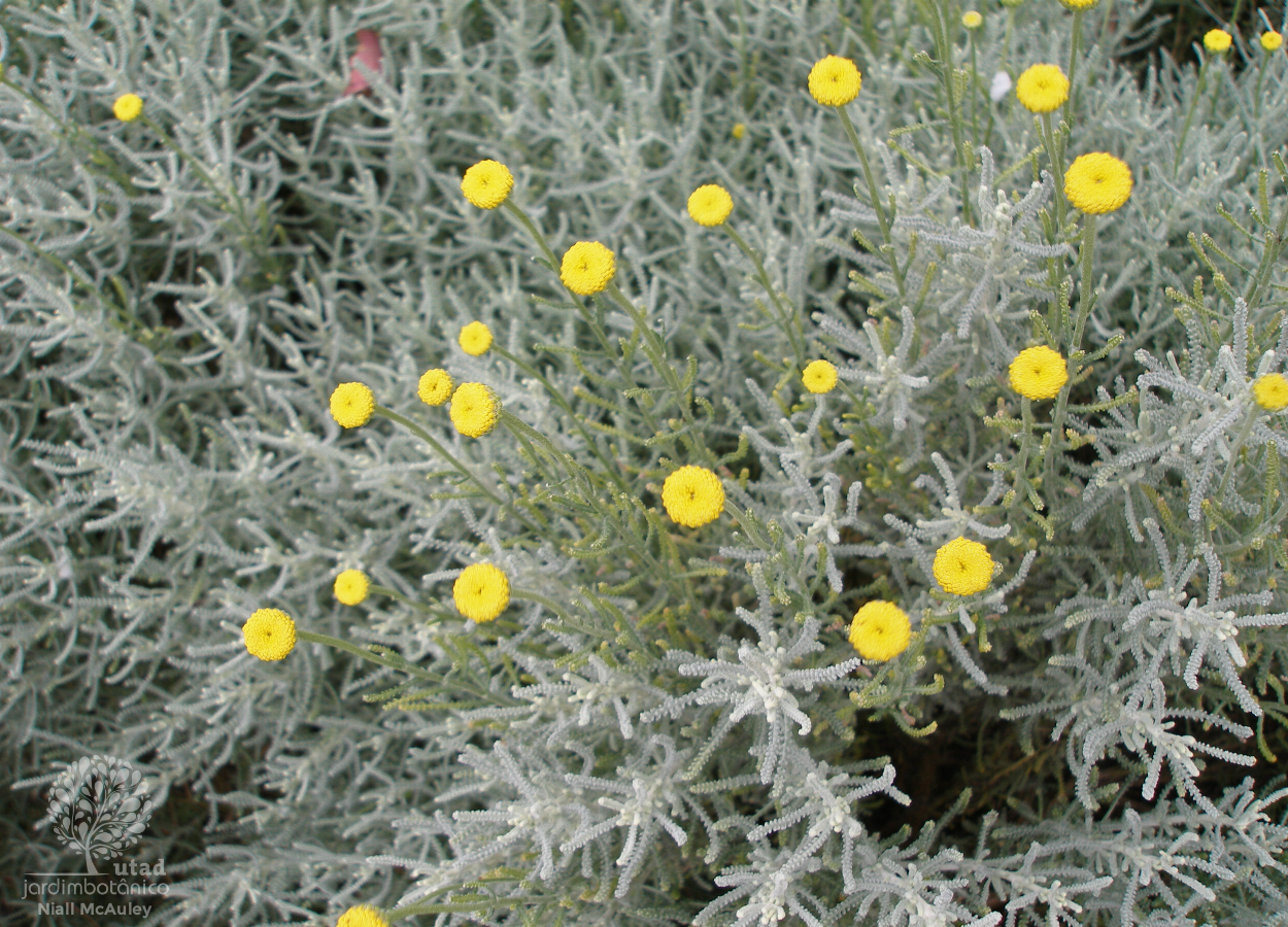 Jardim Botânico UTAD  Santolina rosmarinifolia