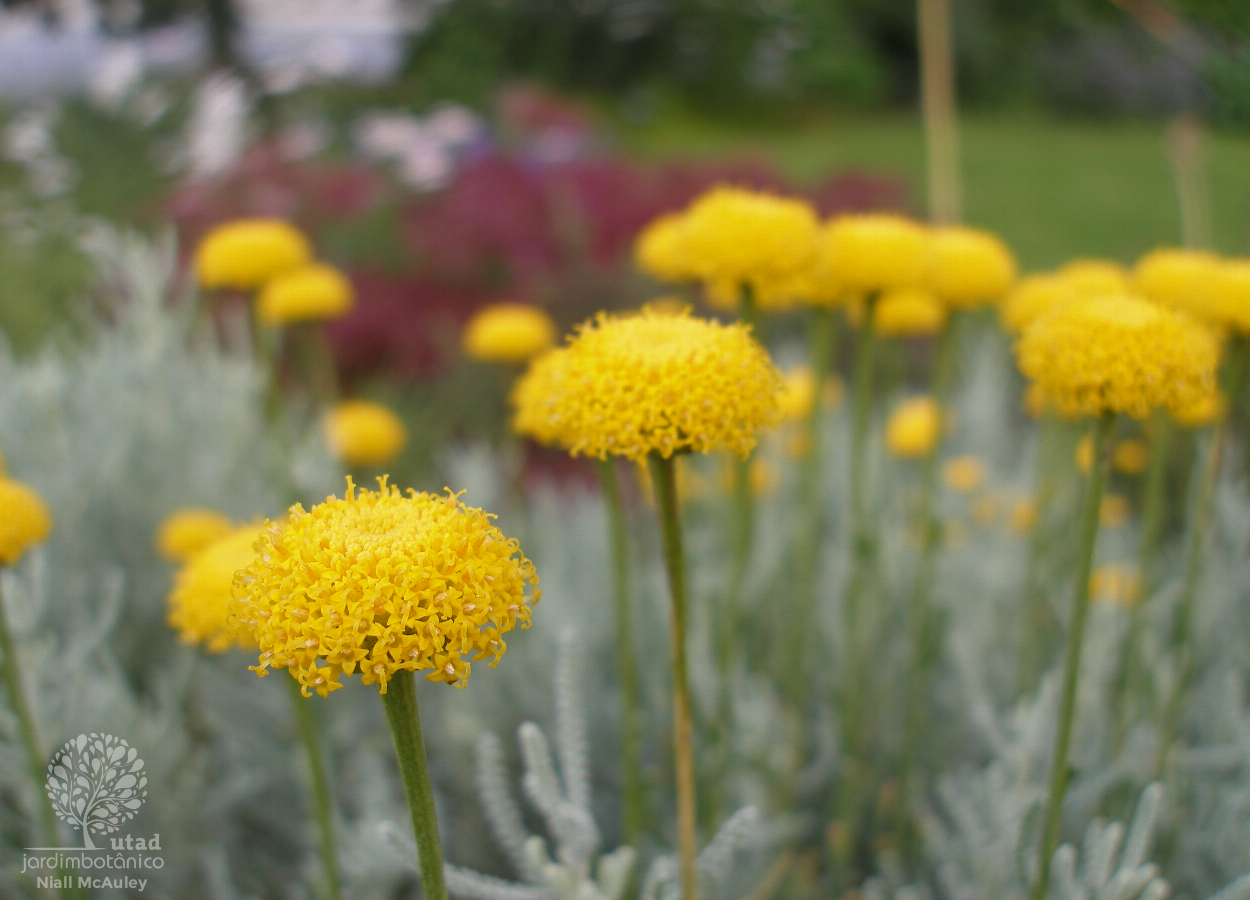 Jardim Botânico UTAD  Santolina rosmarinifolia