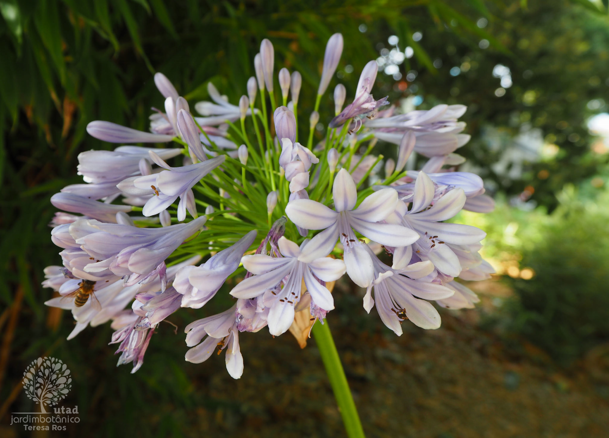 Jardim Botânico UTAD | Agapanthus africanus