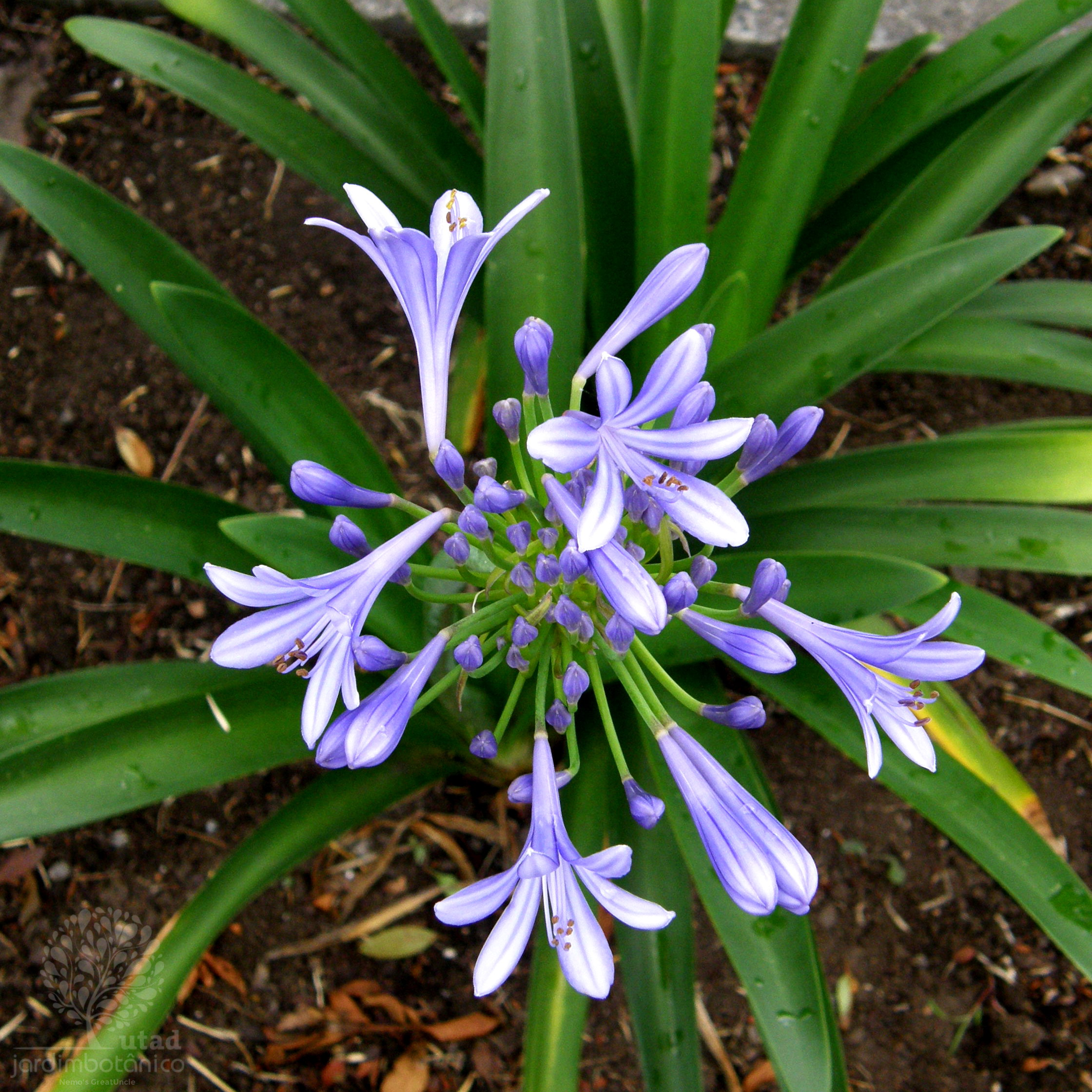 Jardim Botânico UTAD | Agapanthus africanus