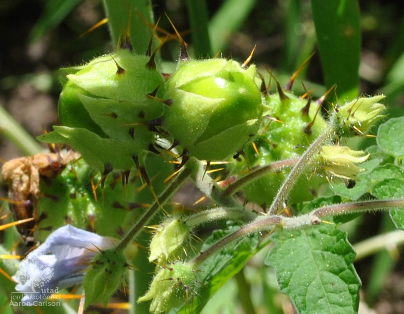 JUCIRÍ (Solanum sisymbrifolium)