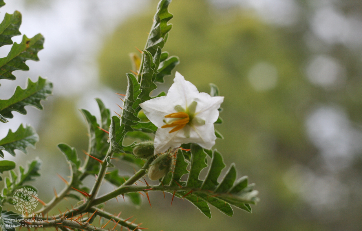 JUCIRÍ (Solanum sisymbrifolium)