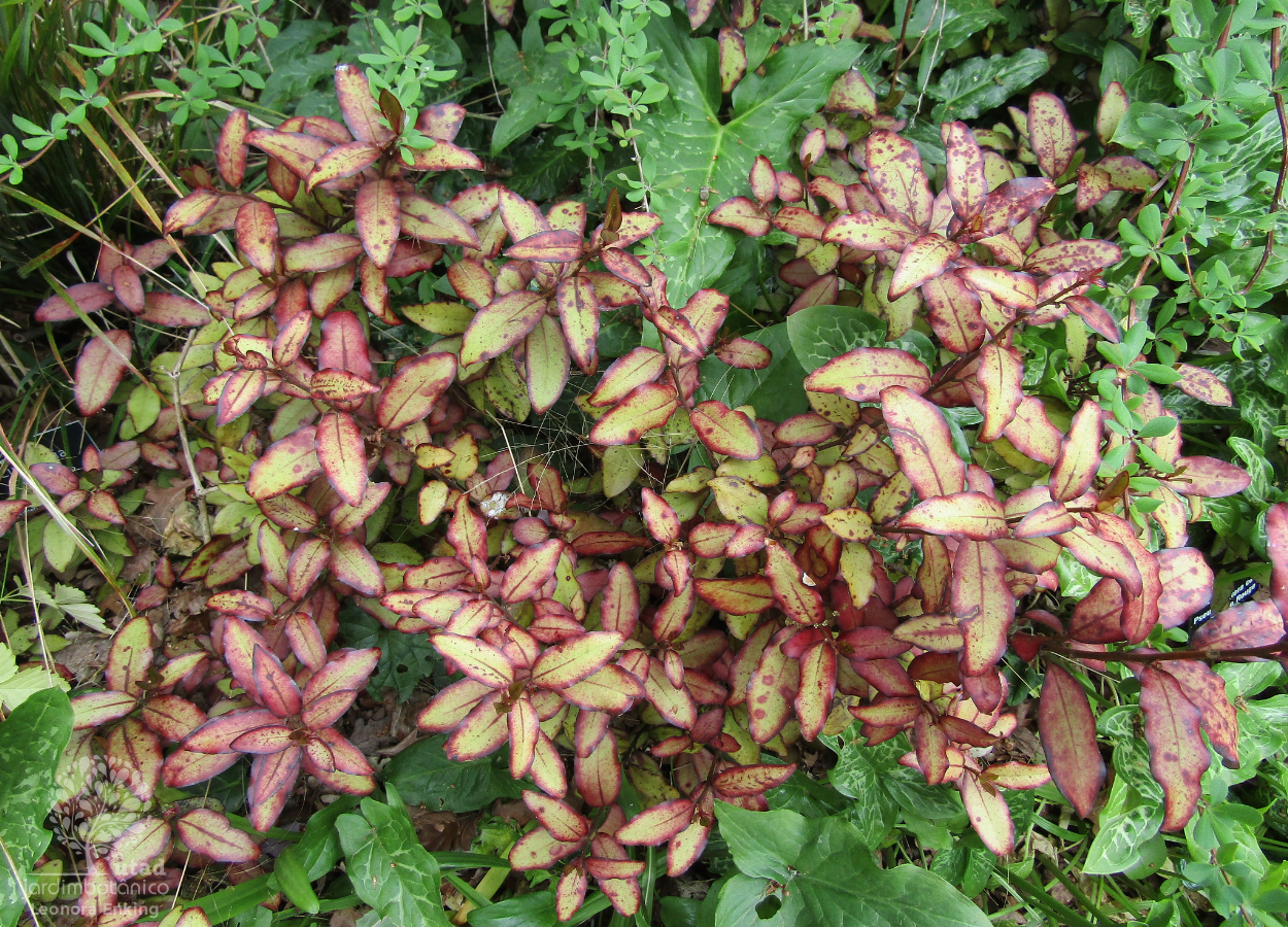 Pseudowintera colorata 'Red Leopard