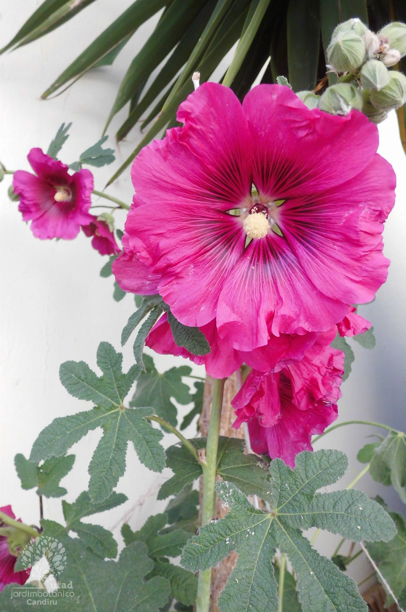 Alcea rosea – Wikipédia, a enciclopédia livre