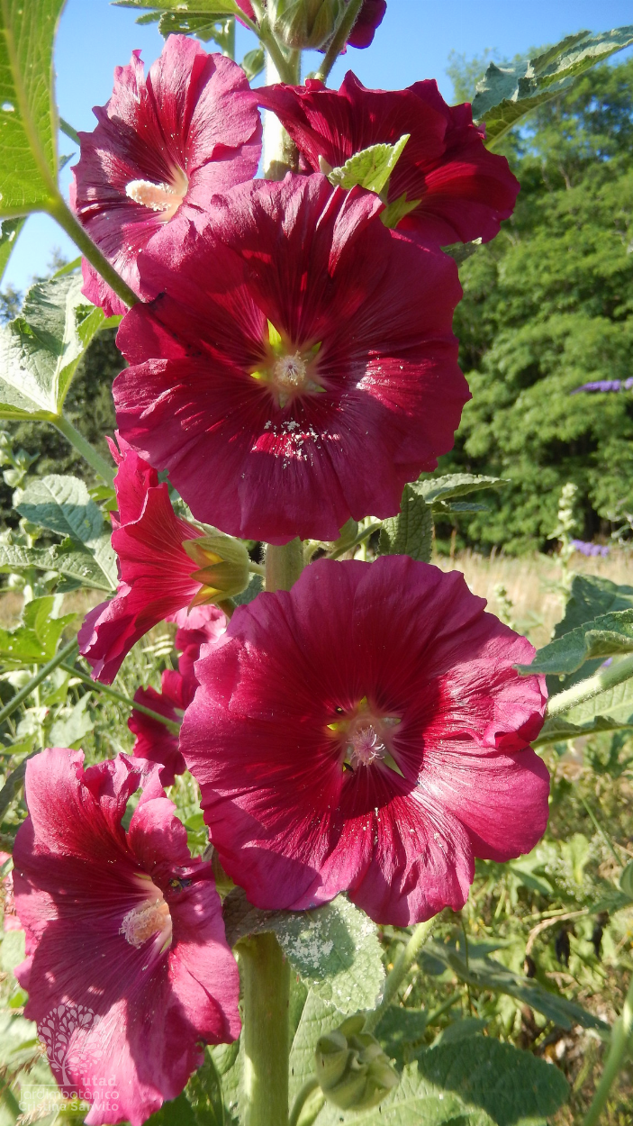 Alcea rosea casual em Alvaiázere (Autor: V. Silva).