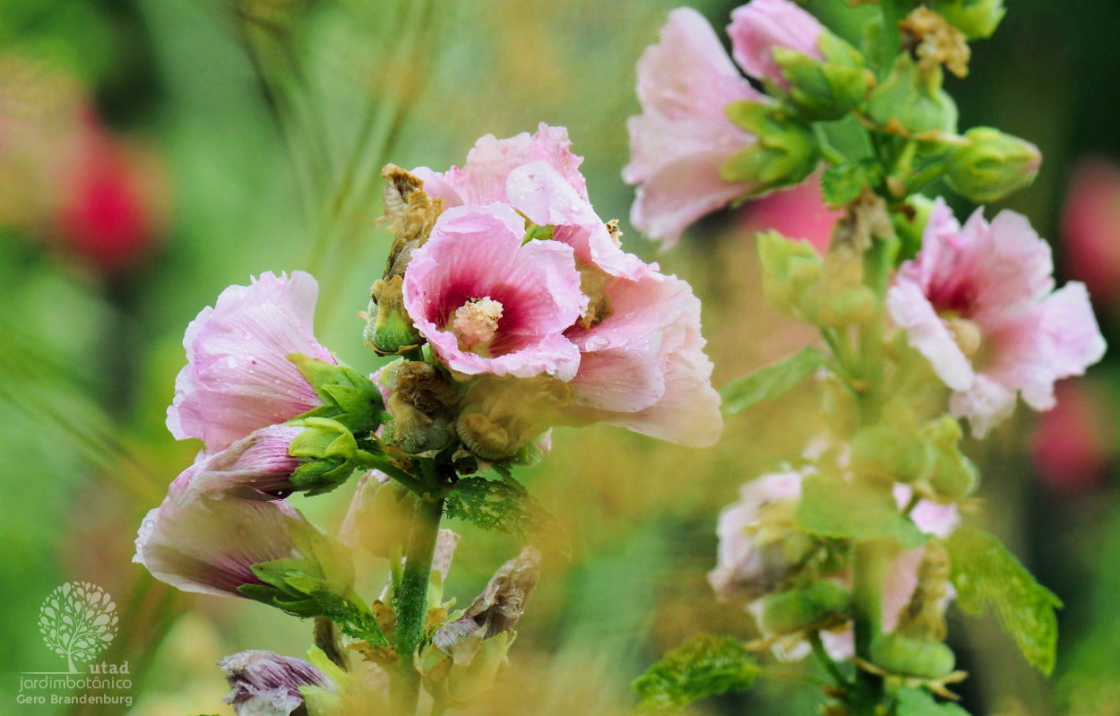 Alcea rosea – Wikipédia, a enciclopédia livre