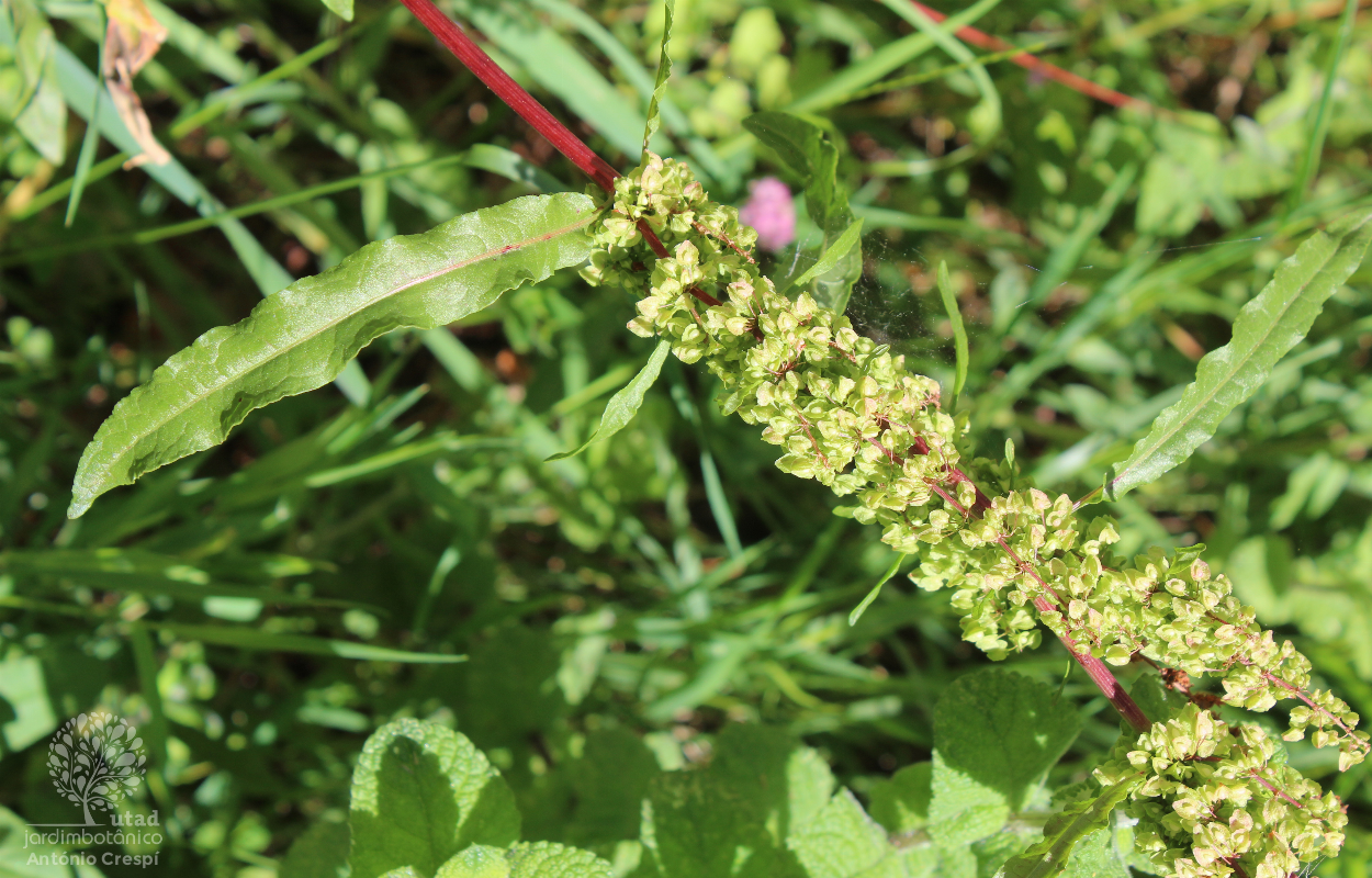 rumex