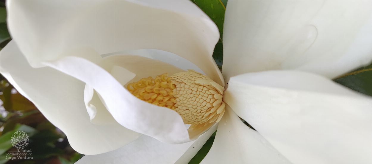 Jardim Botânico UTAD | Magnolia grandiflora