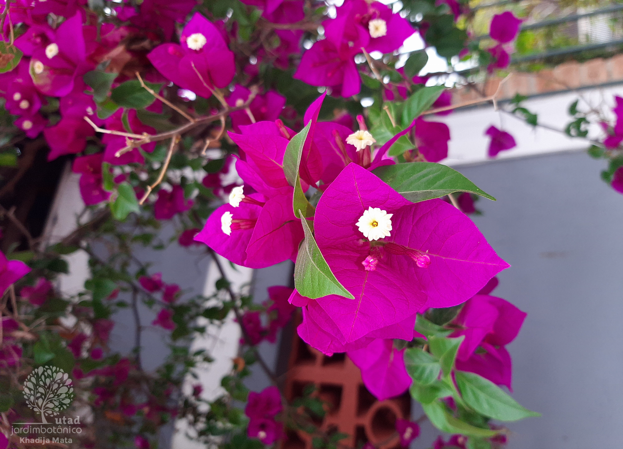 Jardim Botânico UTAD | Bougainvillea spectabilis