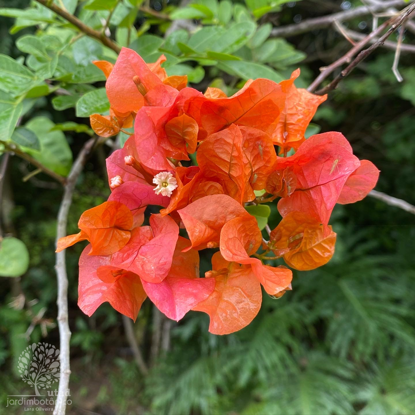 Jardim Botânico UTAD | Bougainvillea glabra