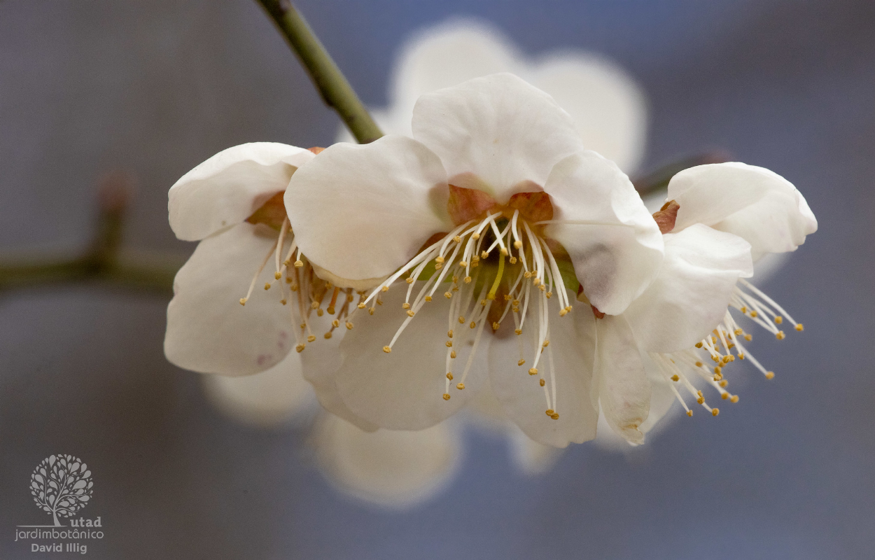 Prunus mume Cuidados (Como Cuidar, Doenças, Podar) - PictureThis