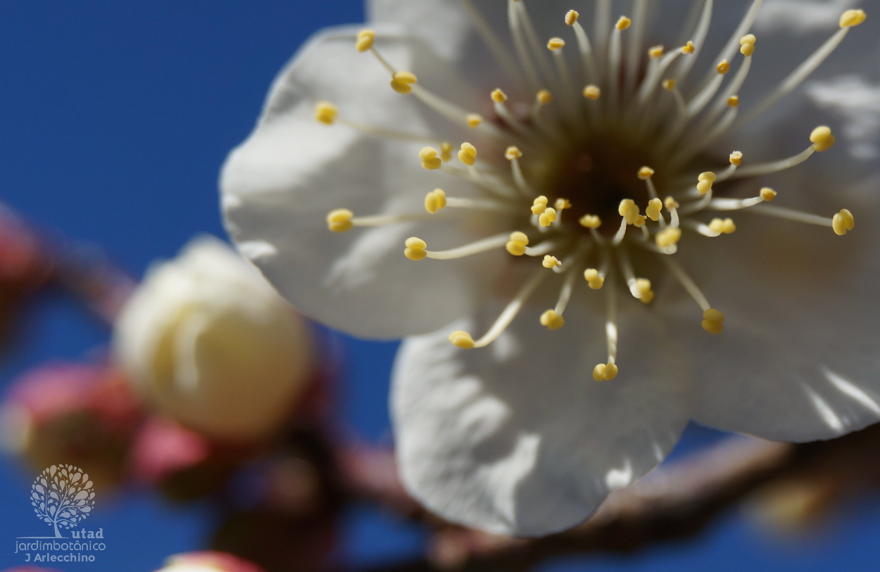 Prunus mume Cuidados (Como Cuidar, Doenças, Podar) - PictureThis