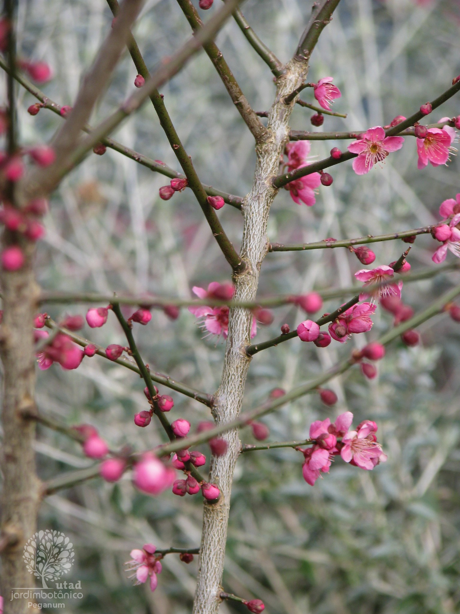 Prunus mume Cuidados (Como Cuidar, Doenças, Podar) - PictureThis