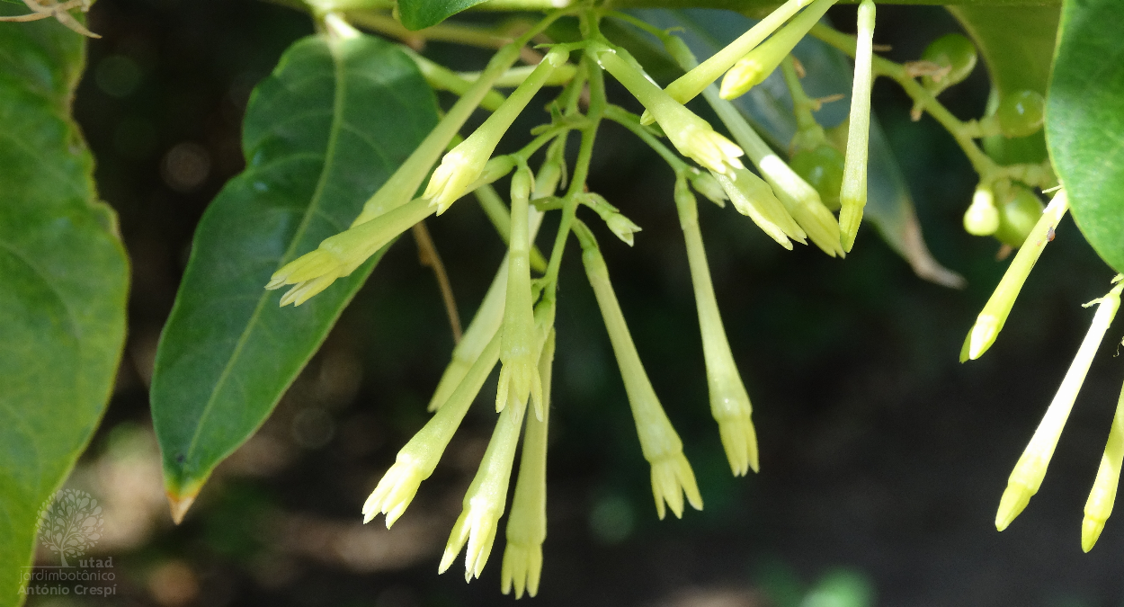 Cestrum nocturnum, galán de noche é uma planta arbustiva da família  Solanaceae, nativa do continente americano, mais especificamente da América  Central e do Sul, onde também é conhecida como Huele de Noche