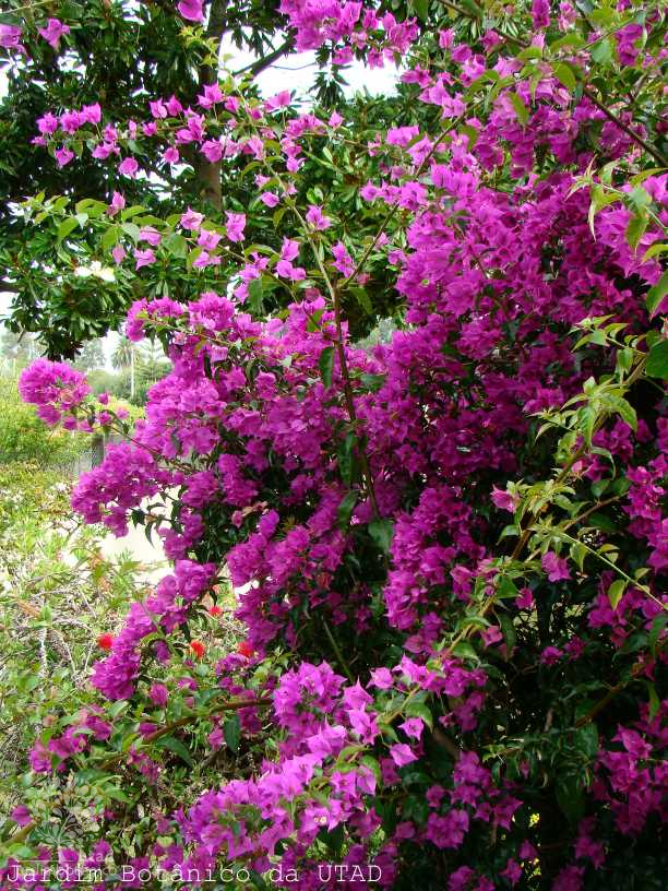 Jardim Botânico UTAD | Bougainvillea glabra