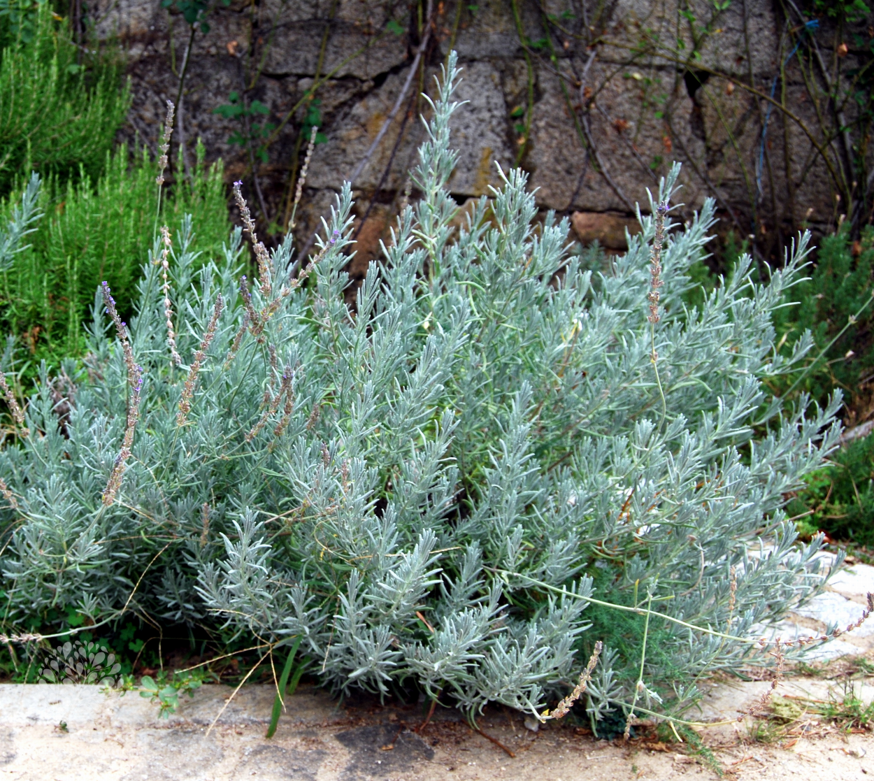 Lavandula hybrida deals