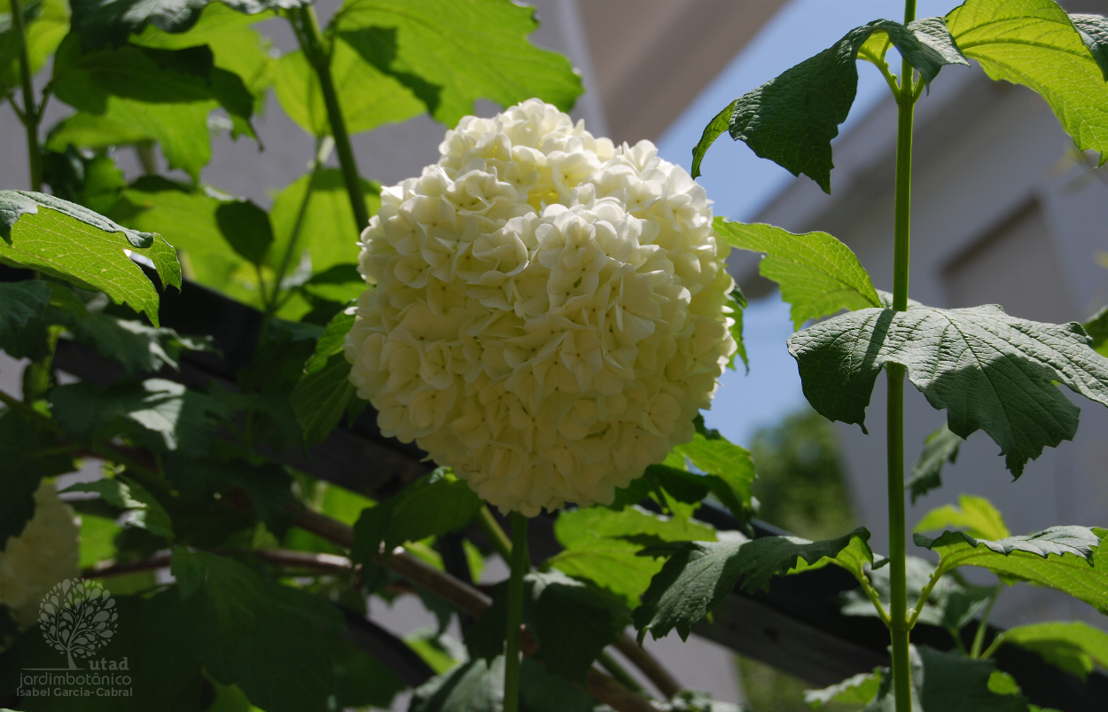 Fotografia de capa Viburnum opulus - do Jardim BotÃ¢nico