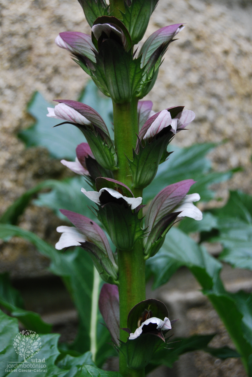 Fotografia 14 da espÃ©cie Acanthus mollis do Jardim BotÃ¢nico UTAD