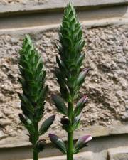 Fotografia da espécie Acanthus mollis