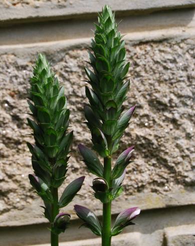 Fotografia de capa Acanthus mollis - do Jardim Botânico