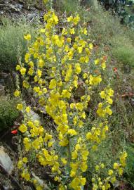 Fotografia da espécie Verbascum simplex