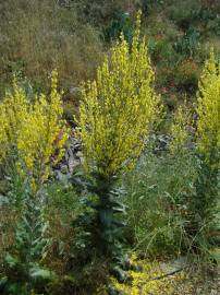 Fotografia da espécie Verbascum simplex