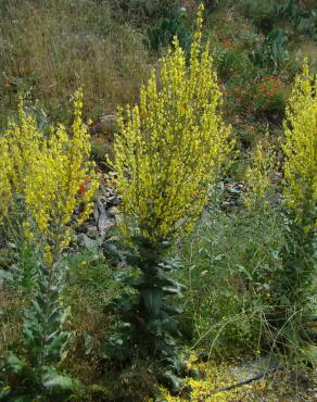 Fotografia 3 da espécie Verbascum simplex no Jardim Botânico UTAD