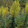 Fotografia 3 da espécie Verbascum simplex do Jardim Botânico UTAD