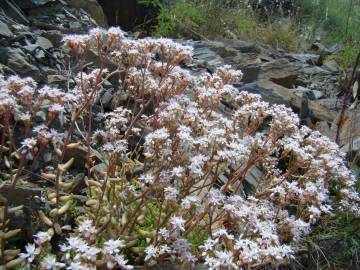 Fotografia da espécie Sedum album