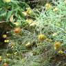 Fotografia 3 da espécie Phagnalon saxatile do Jardim Botânico UTAD