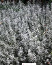 Fotografia da espécie Helichrysum italicum
