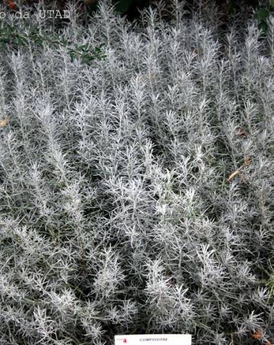 Fotografia de capa Helichrysum italicum subesp. picardi - do Jardim Botânico