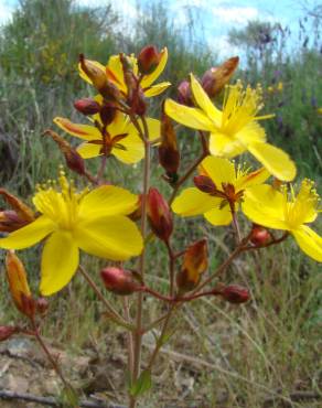 Fotografia 1 da espécie Hypericum linariifolium no Jardim Botânico UTAD