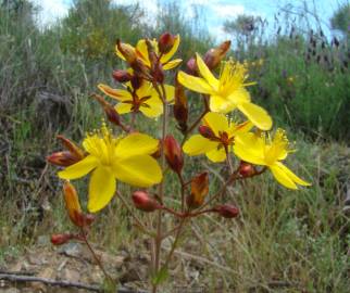 Fotografia da espécie Hypericum linariifolium