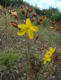 Fotografia da espécie Hypericum linariifolium