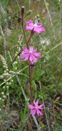 Fotografia da espécie Silene scabriflora subesp. scabriflora