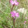 Fotografia 8 da espécie Silene scabriflora subesp. scabriflora do Jardim Botânico UTAD